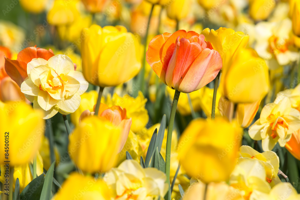 Obraz premium Tulip Field