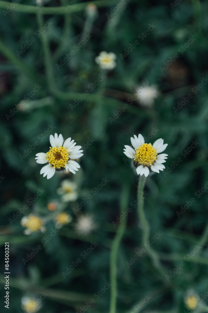 Bush of white wildflowers in the spring garden, Blurred background, Vintage tone Bush of white wildflowers in the spring garden, Blurred background, Vintage tone