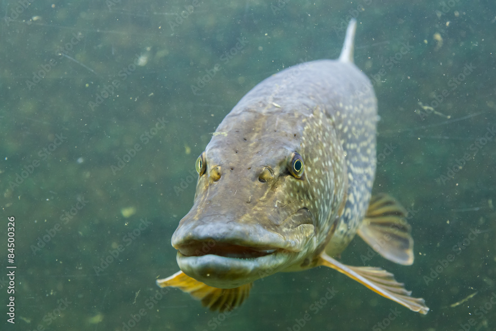 Naklejka premium Pike