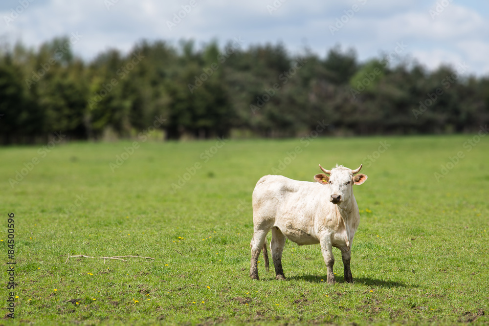 Obraz premium Cow on Pasture