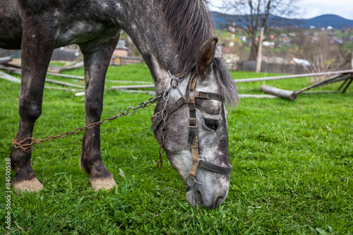 Tableau sur toile Horses in the countryside, horses an apple, hobbled horse, chain, ruins, gray, n