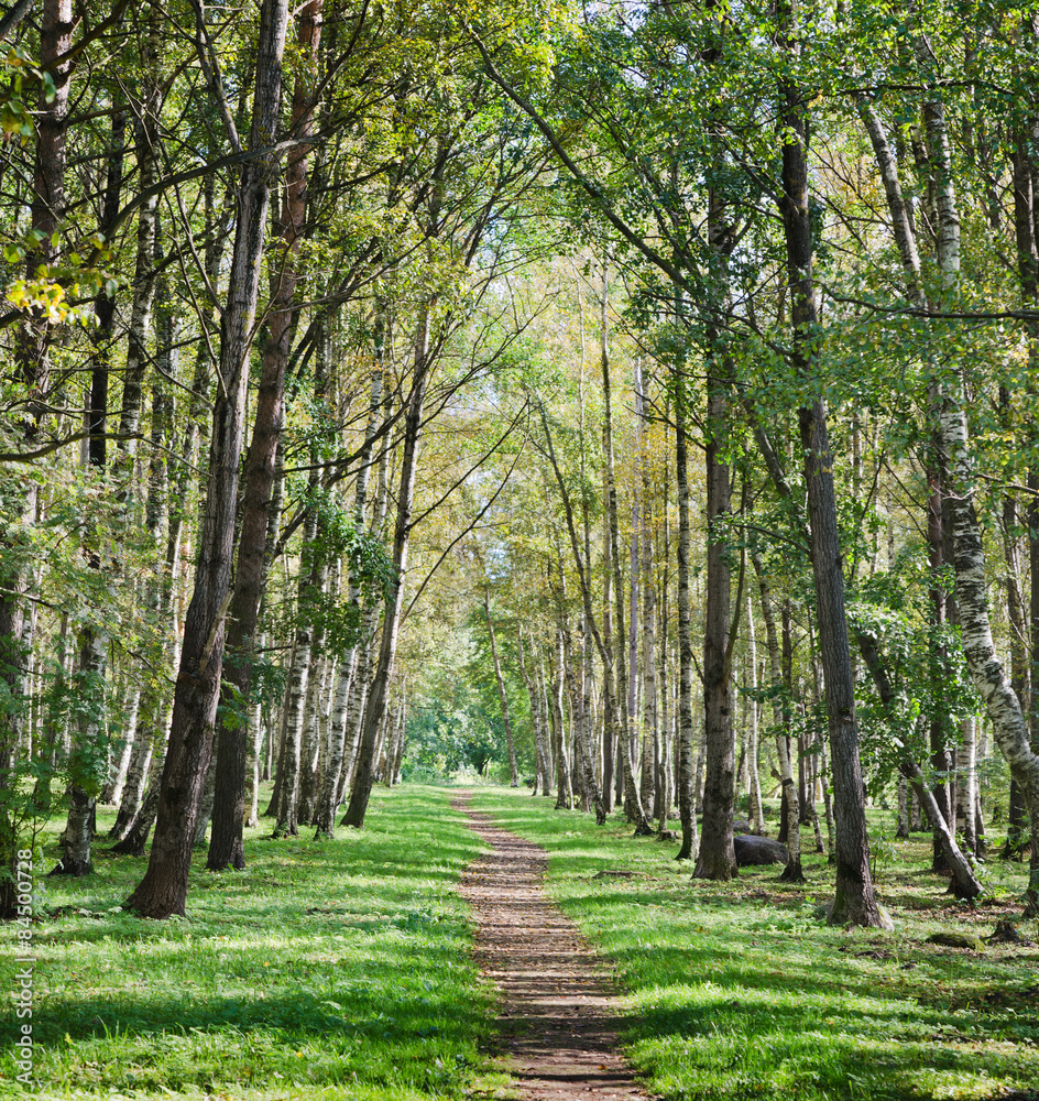 The deserted avenue shined by solar beams in autumn park The deserted avenue shined by solar beams in autumn park