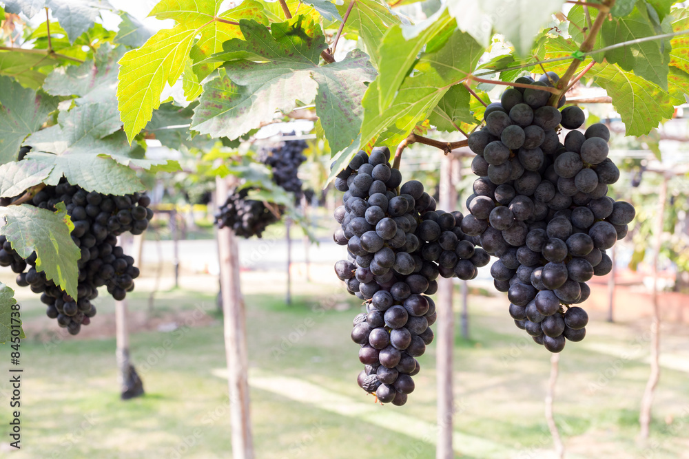 grapes fruit in farm viticulture of agriculture
