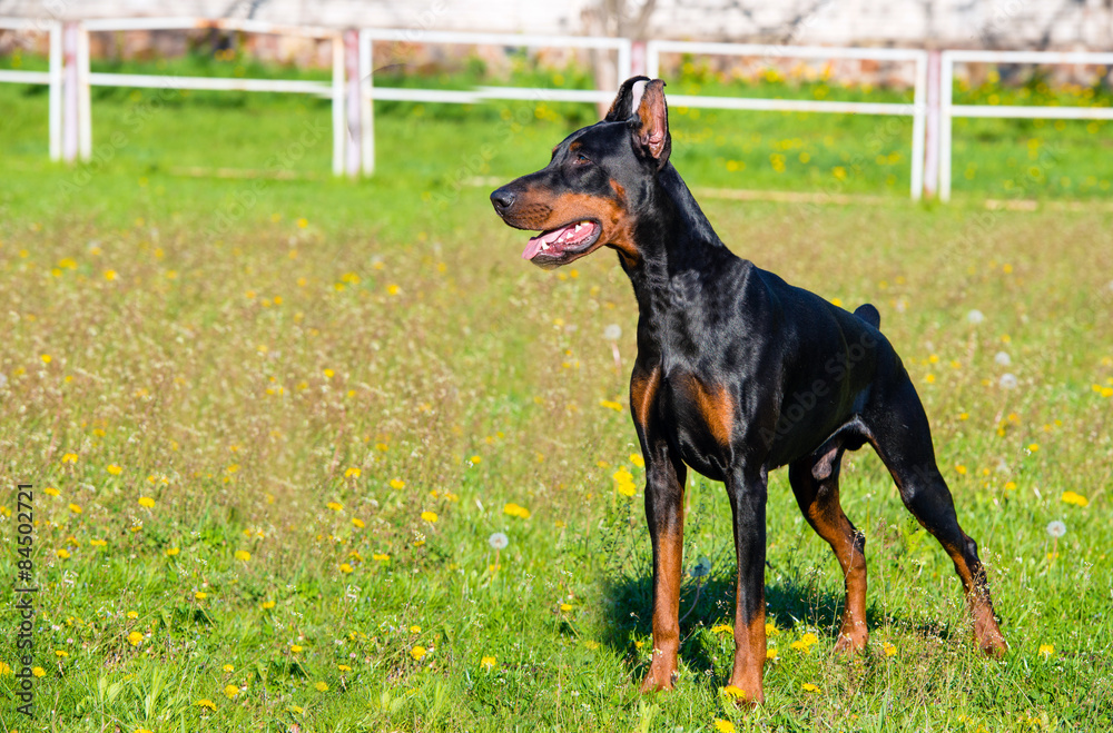 Doberman Pinscher waits. The Doberman Pinscher is on the green grass.