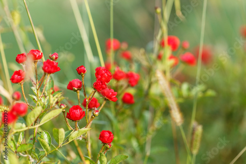 rose flowers