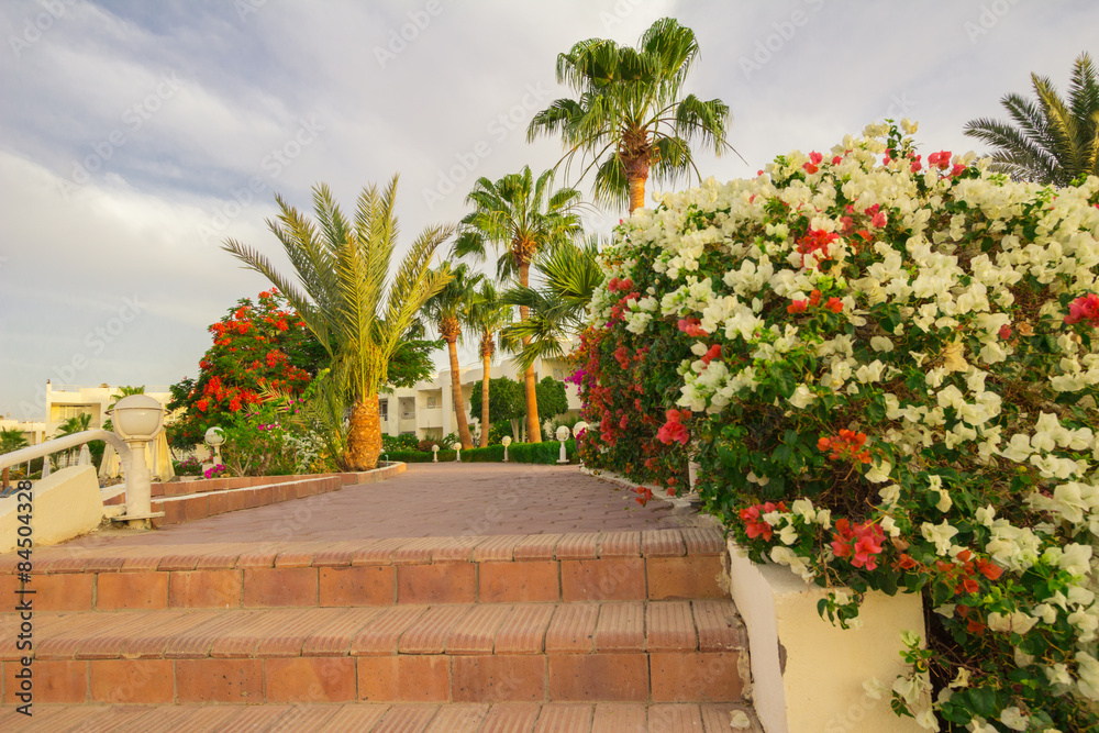 Fototapeta premium Exotic flowers and plants Egypt