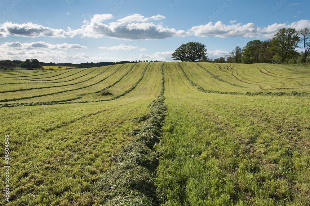 Mowed agricultural field.