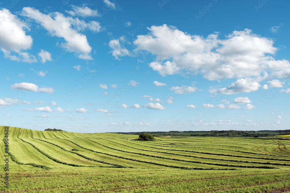 Mowed agricultural field.