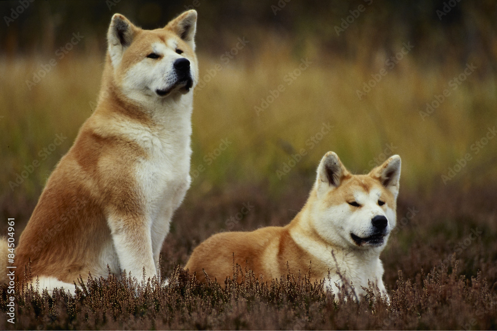 couple de chiens - akita inu