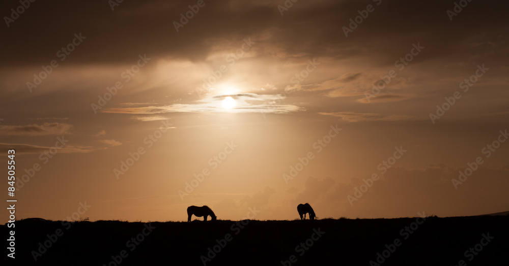 Wild ponies of Gower
Ponies grazing at sunset on the top of Cefn Bryn, Gower, Swansea.