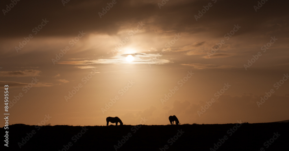 Wild ponies of Gower
Ponies grazing at sunset on the top of Cefn Bryn, Gower, Swansea. Wild ponies of Gower
Ponies grazing at sunset on the top of Cefn Bryn, Gower, Swansea.
