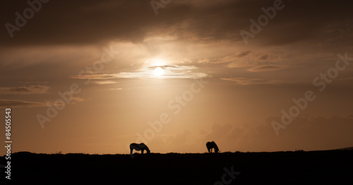 Wild ponies of Gower  Ponies grazing at sunset on the top of Cefn Bryn  Gower  Swansea.