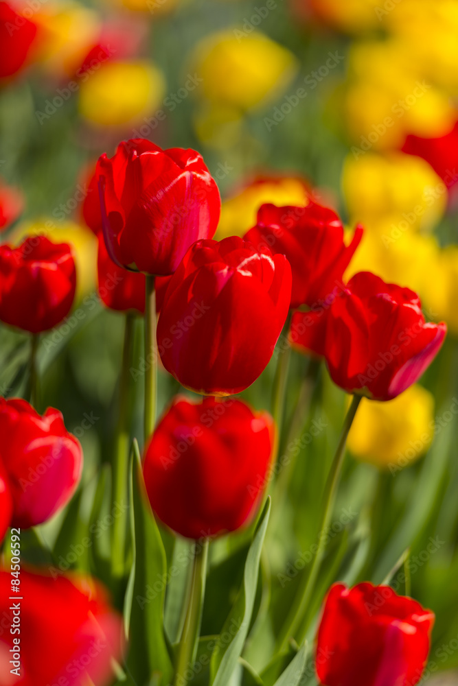 Tulipes jaunes et rouges - Plate-bande de fleurs dans le jardin - Parterre. Tulipes jaunes et rouges - Plate-bande de fleurs dans le jardin - Parterre.