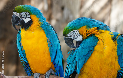 Pretty Macaw Parrots © Duncan Noakes