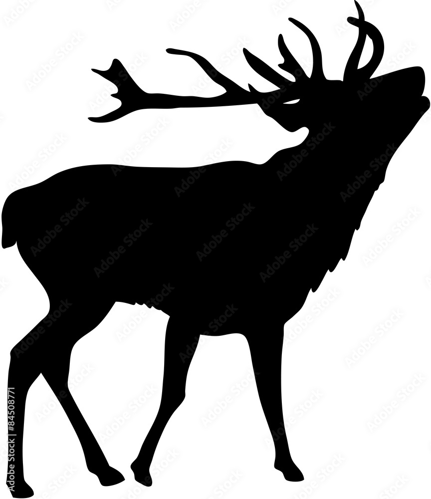 Fototapeta premium Hirsch