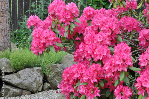 Wallpaper Mural Pink rhododendron bush in the garden Torontodigital.ca