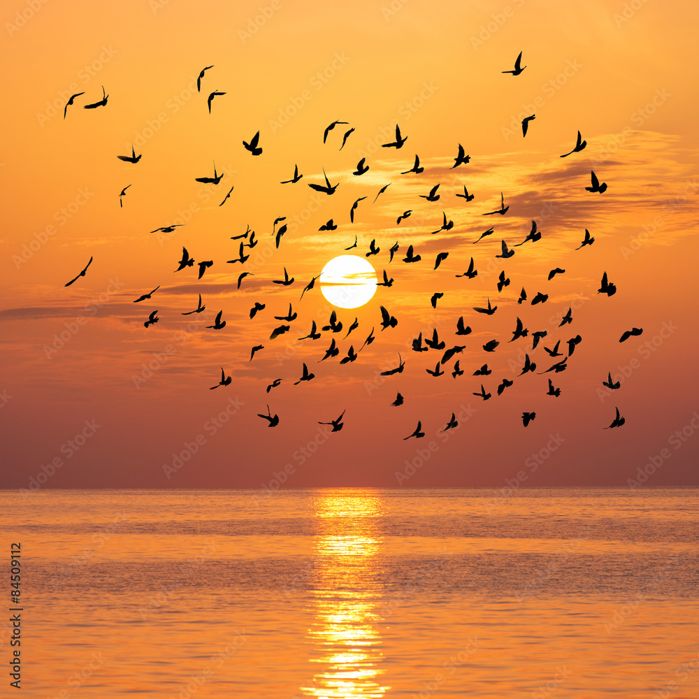 Fototapeta premium Scenic view of beautiful sunset with birds flock above sea