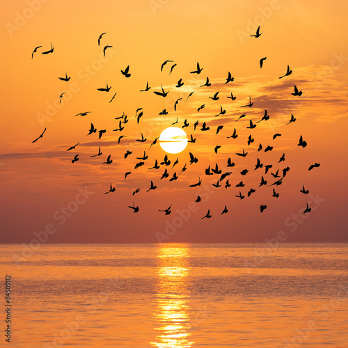 Photography Scenic view of beautiful sunset with birds flock above sea