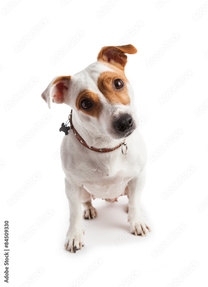 terrier wearing a collar sits and stares