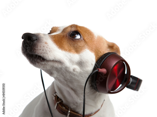 terrier listening to music on headphones