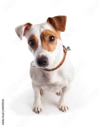 Canvas-taulu jack russell terrier dog sits and stares