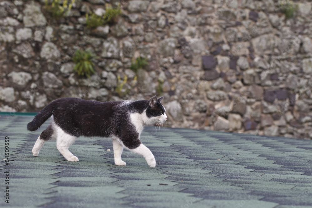 black and white cat on the roof