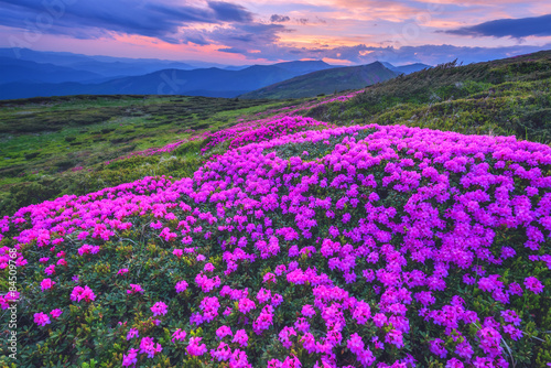 rhododendron