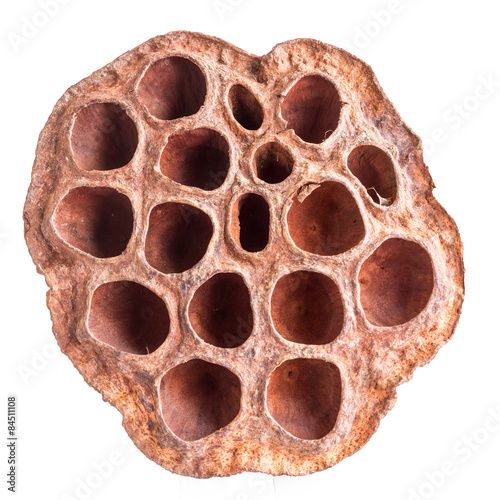 Isolated Lotus Seed Pod