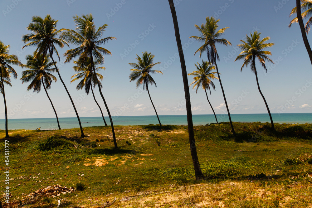 Obraz premium spiaggia tropicale con palmeto