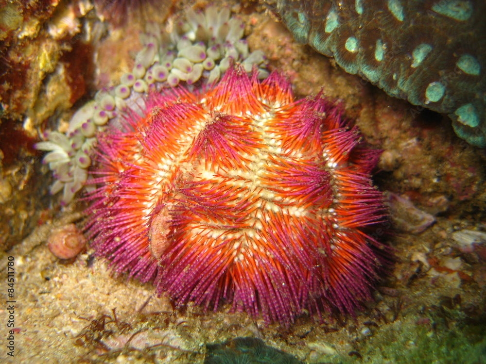Leder-Seeigel