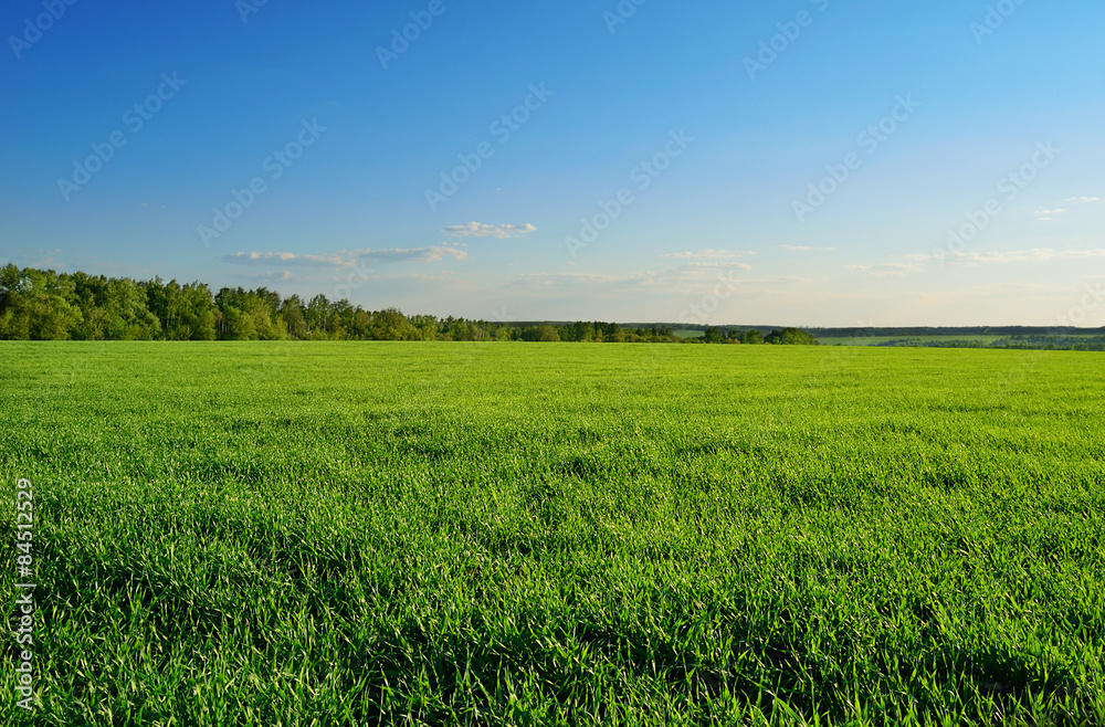 field and forest under clear sky