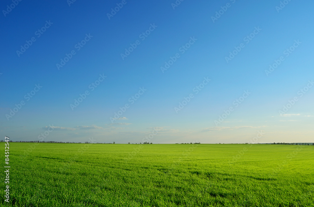summer field under clear sky