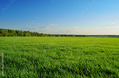 field and forest under clear sky