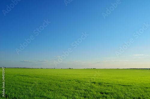 summer field under clear sky