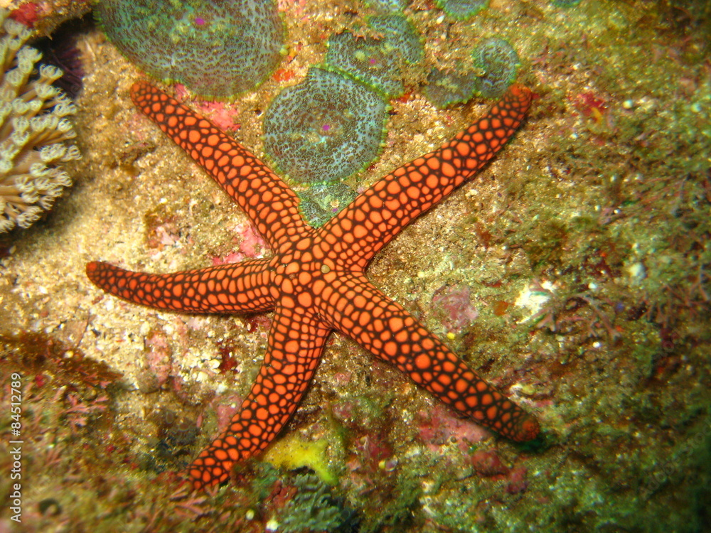 Fototapeta premium Seestern