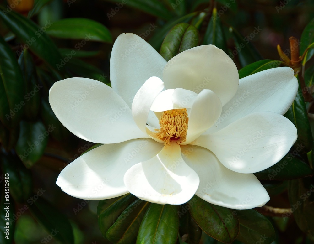 Fototapeta premium Magnolia tree flower