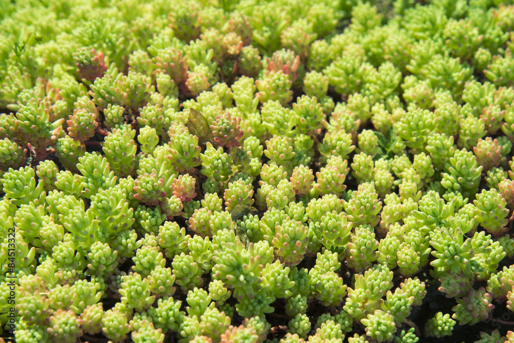 Macro of succulent plants Macro of succulent plants