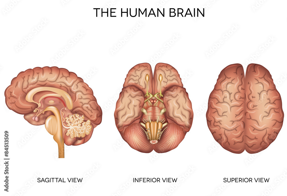 Human brain detailed anatomy - obrazy, fototapety, plakaty 