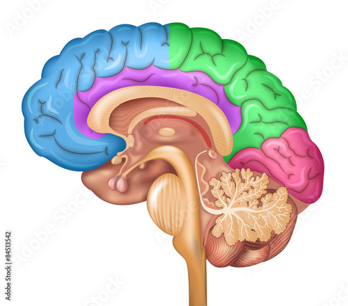 Human brain lobes