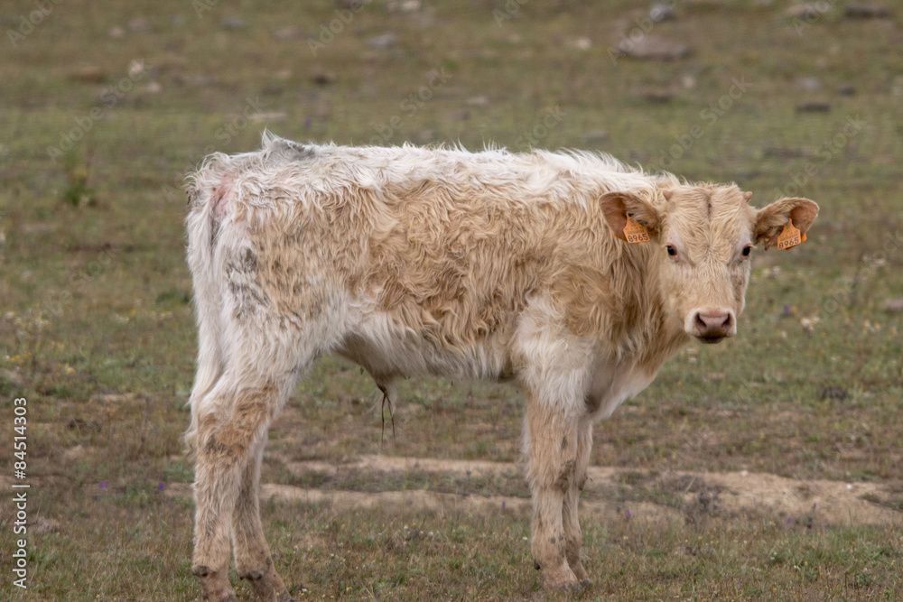 Obraz premium Close up view of a brown cow grazing the pasture.