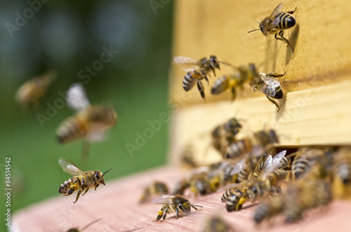 Honigbiene © Olaf Radcke
