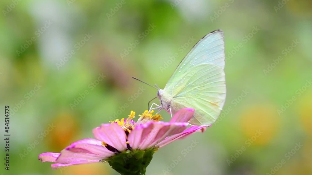 butterfly eating pollen on a flower butterfly eating pollen on a flower