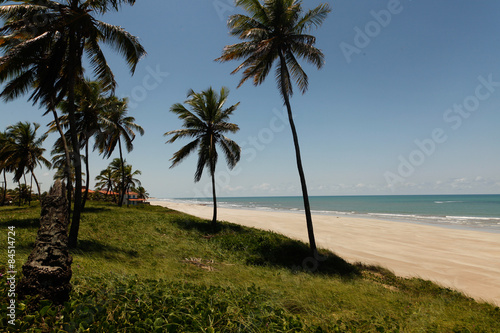 spiaggia tropicale con palmeto