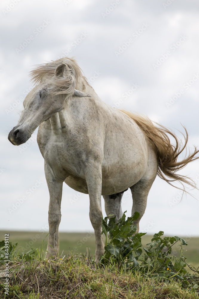 Obraz premium View of a white horse on top of a small hill in the countryside.