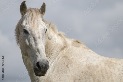 View of a white horse on top of a small hill in the countryside.