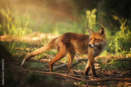 Canvas Print Fox on the summer forest