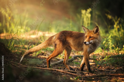 Fox on the summer forest photo