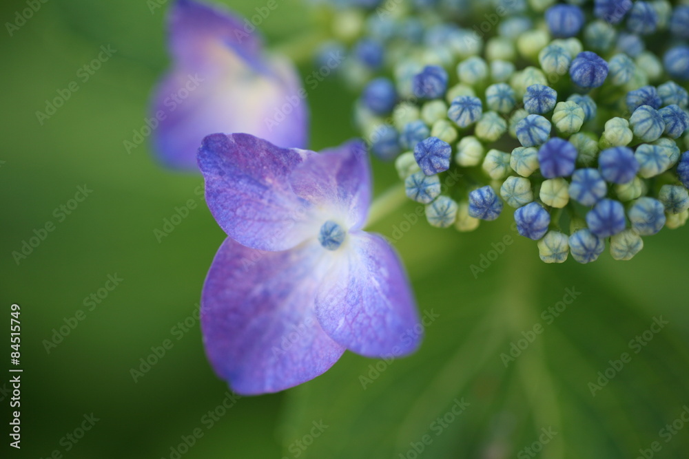 青い紫陽花