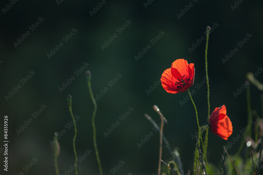 Obraz premium Red Poppy Flower With Dark Green Background