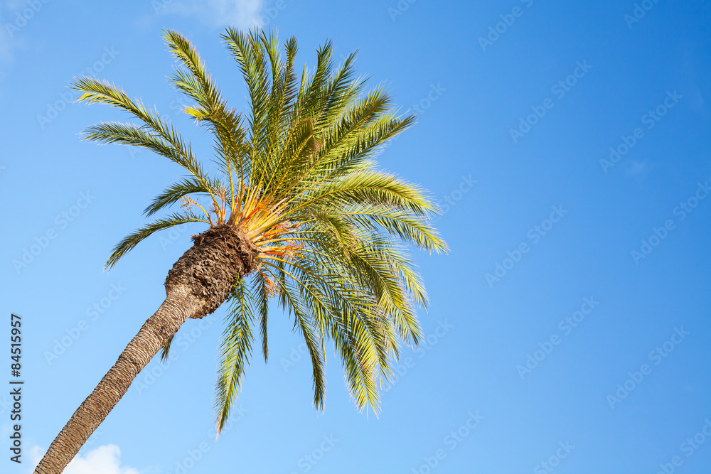 Date palm tree over blue sky